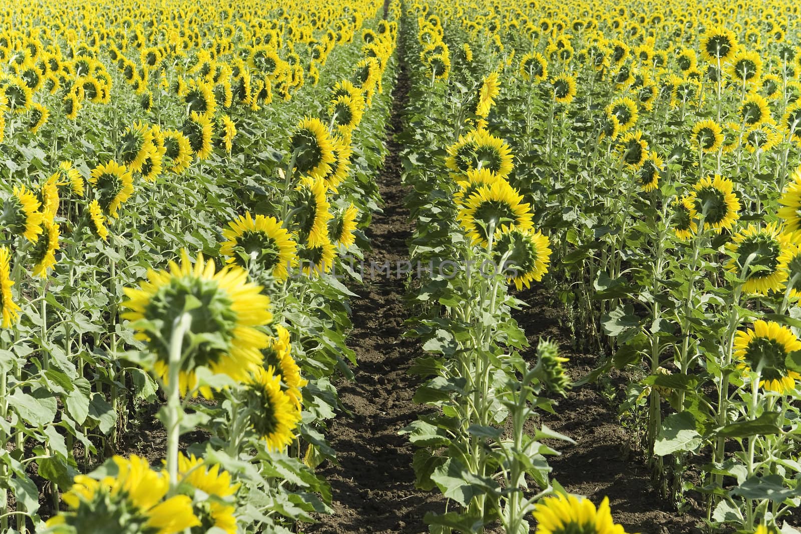Field of sunflowers by Sergey_Shulgin