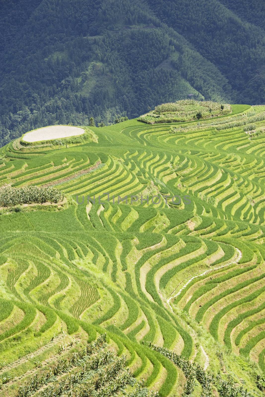 Longji Terraced Rice Fields by shariffc