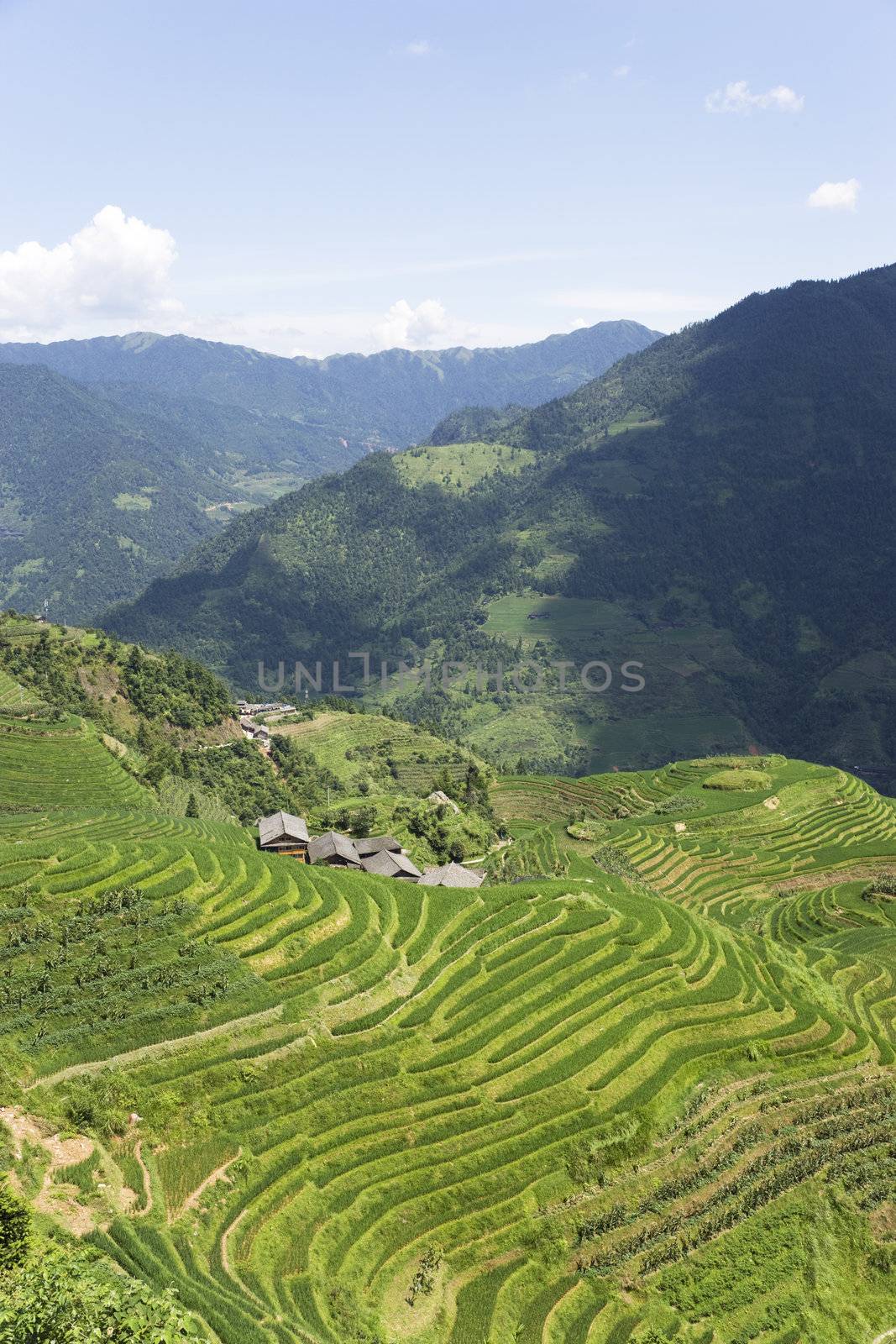 Longji Terraced Rice Fields by shariffc