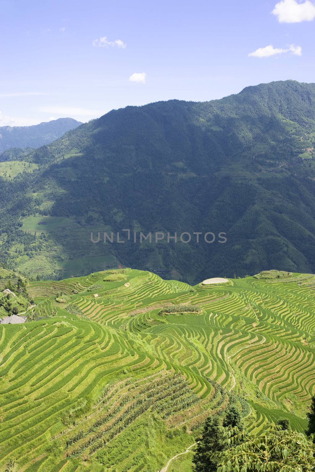 Longji Terraced Rice Fields by shariffc