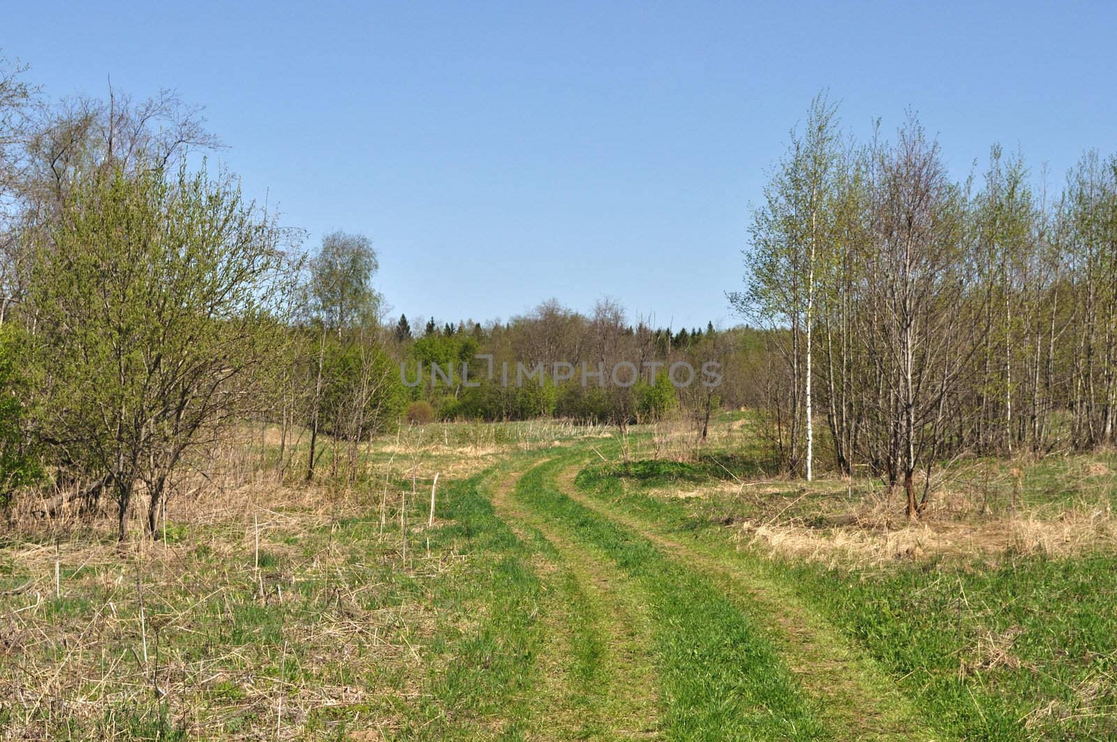 Country road in green grass between new trees, spring day