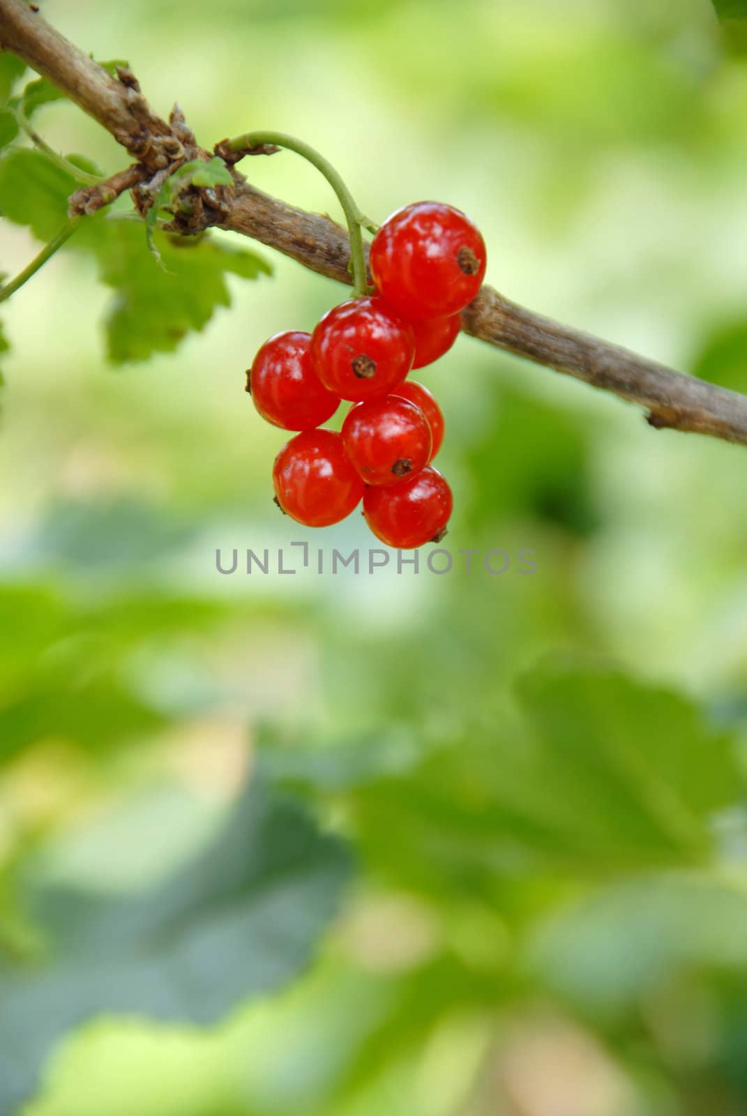 red currants on branch over blur green natural background
