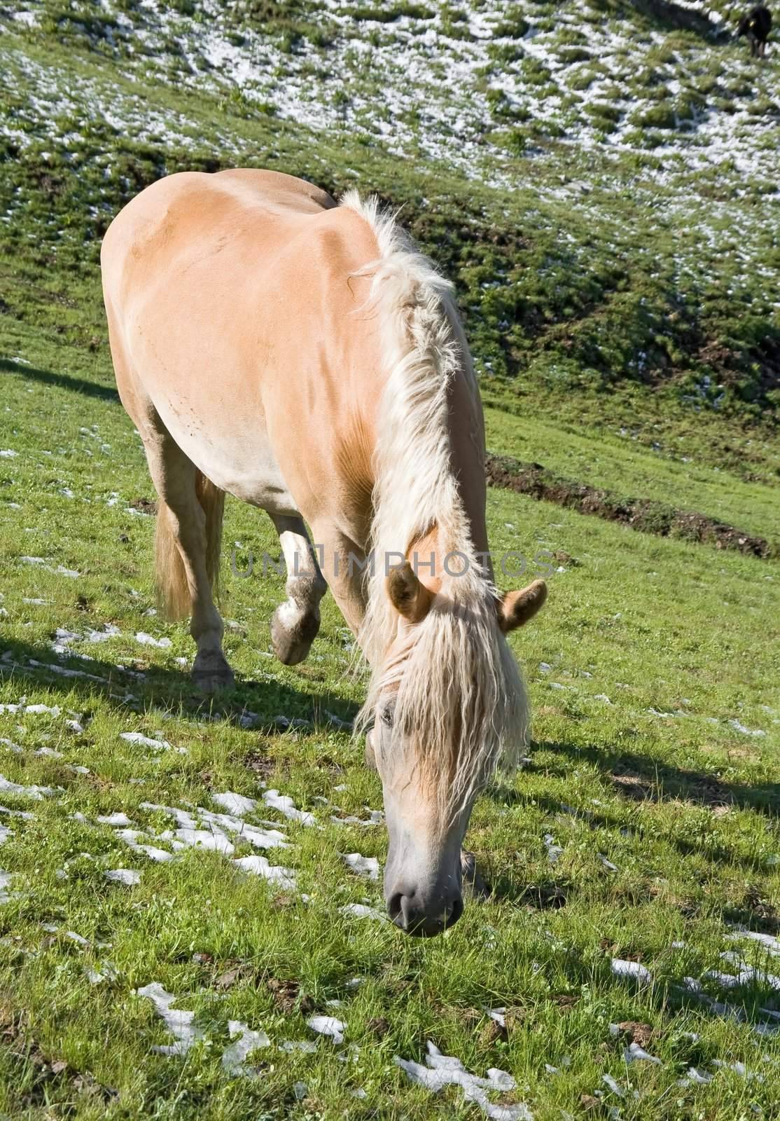 haflinger horse free in a high mountain pasture in italian dolomites, Sudtirol