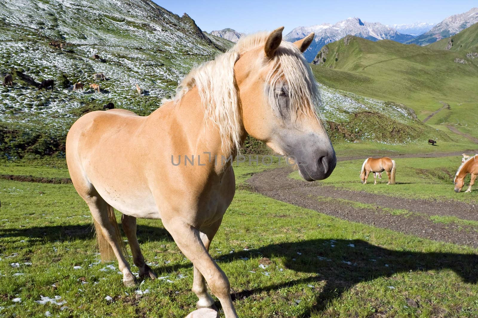 haflinger horse free in a high mountain pasture in italian dolomites, Sudtirol