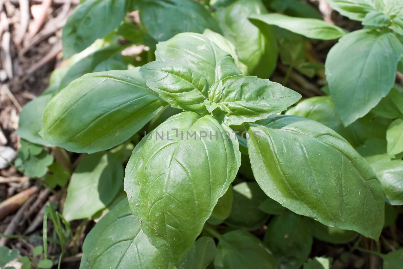 closeup of fresh basil in a biological crop