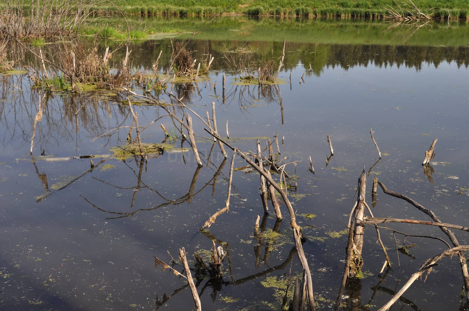 Close up of swamp with dry snags in forest