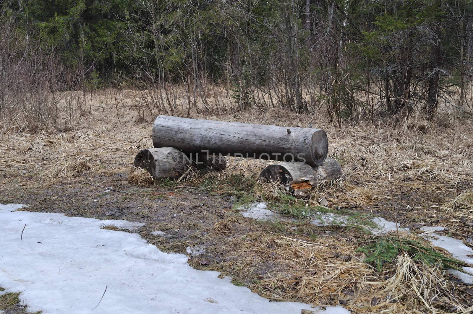 Log bench in early spring forest