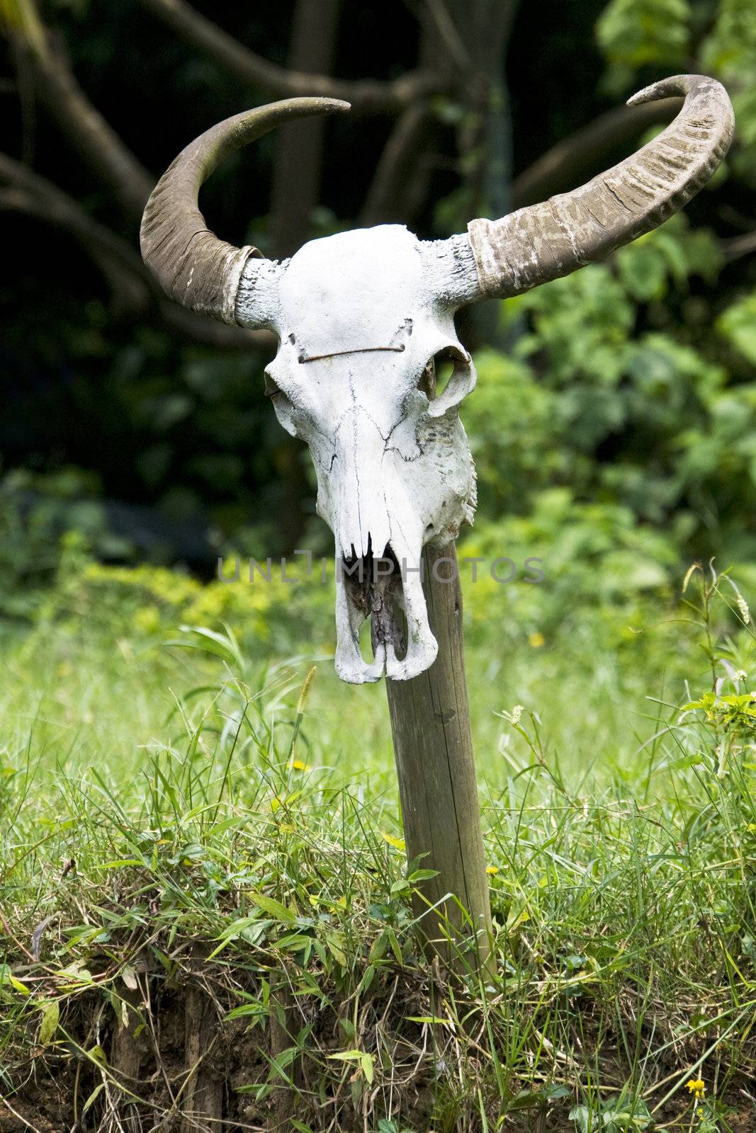 Image of a water buffalo skull at a farm located at Guilin, China.