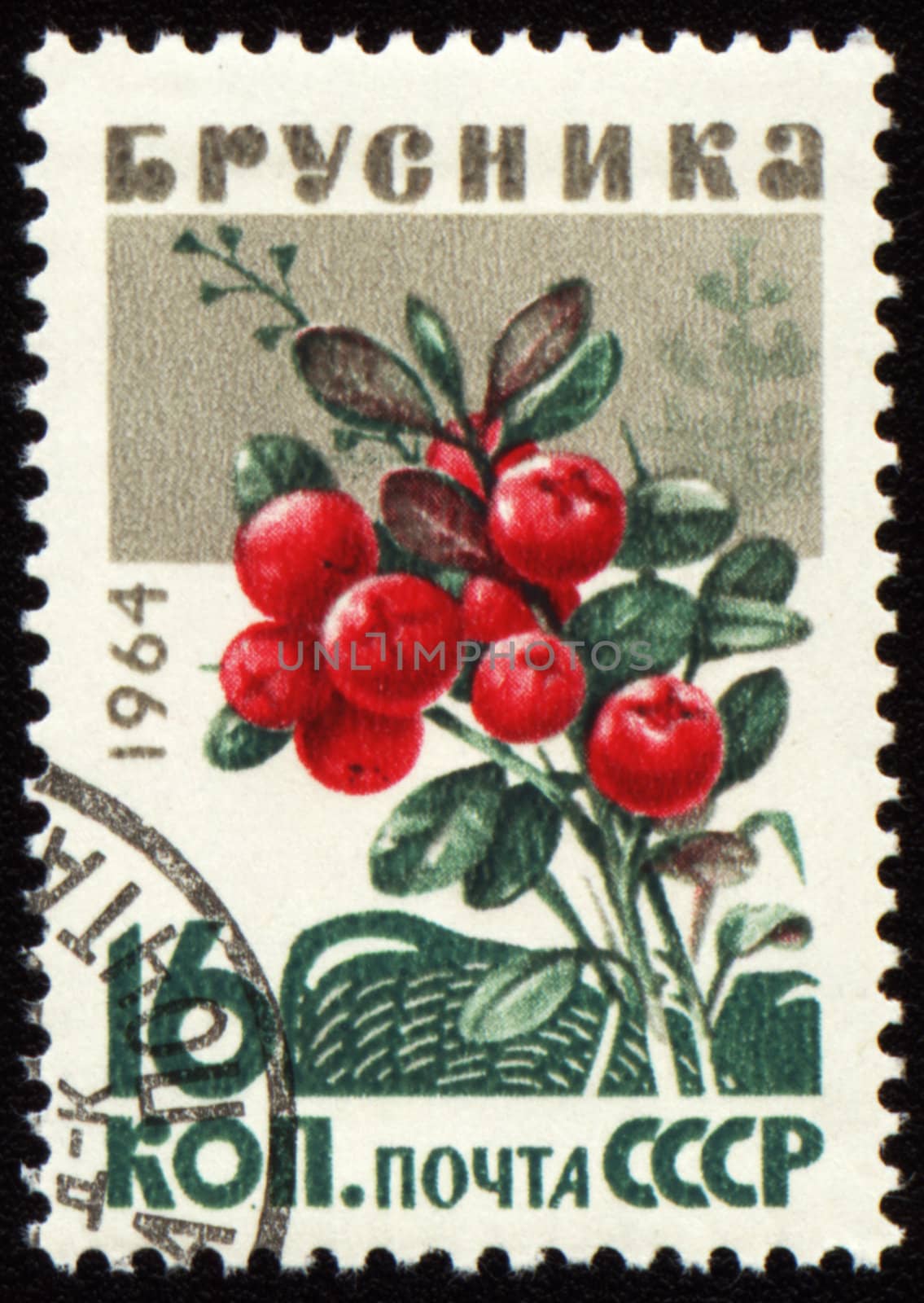 USSR - CIRCA 1964: stamp printed in USSR, shows branch of red whortleberries, circa 1964