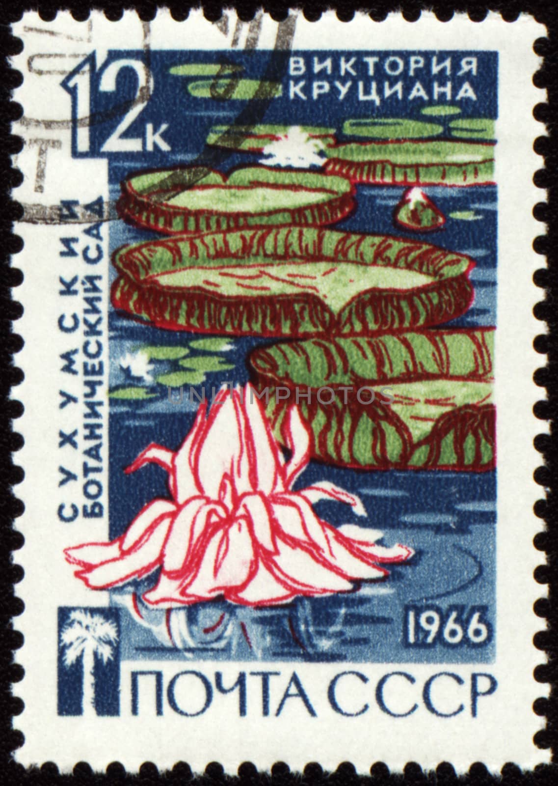 USSR - CIRCA 1966: stamp printed in USSR, shows Victoria waterlily in Sukhumi botanical garden, circa 1966