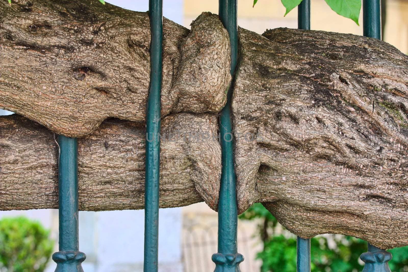  Metal fence