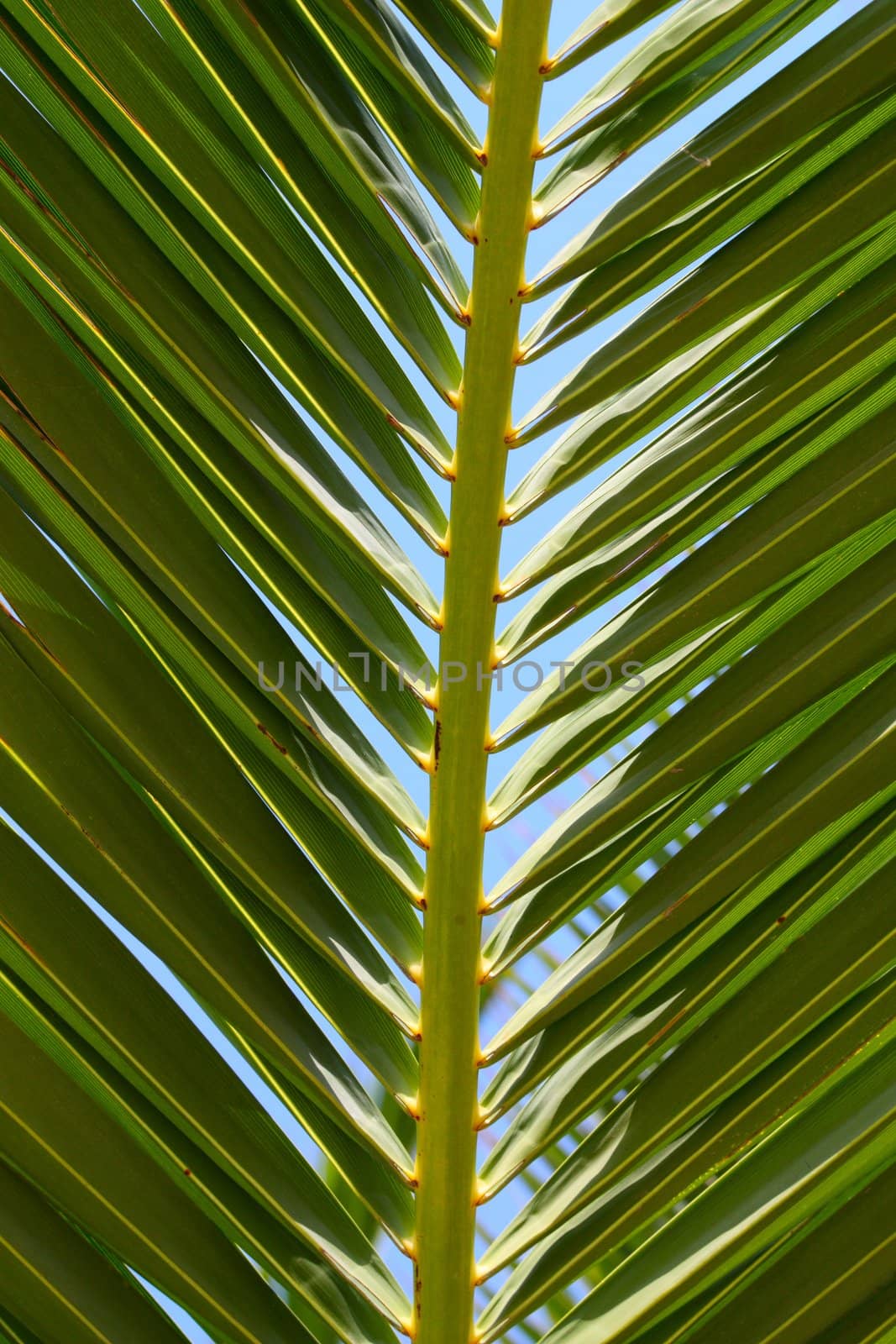 palm leaf by kalnenko