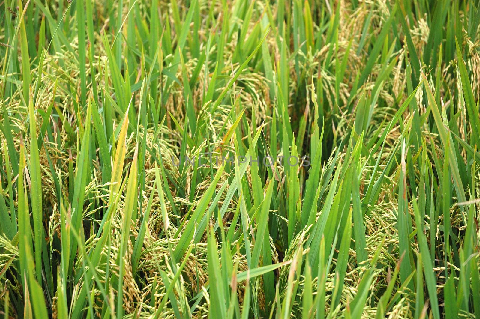 Rice Paddies by bluemarine