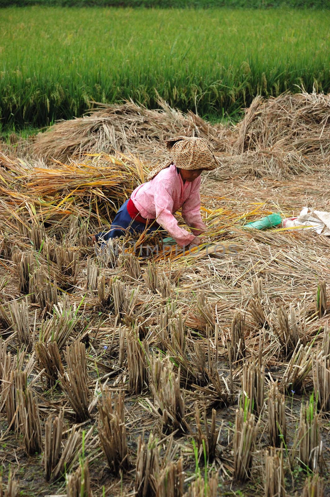 farmer harvesting paddies in their ricefield