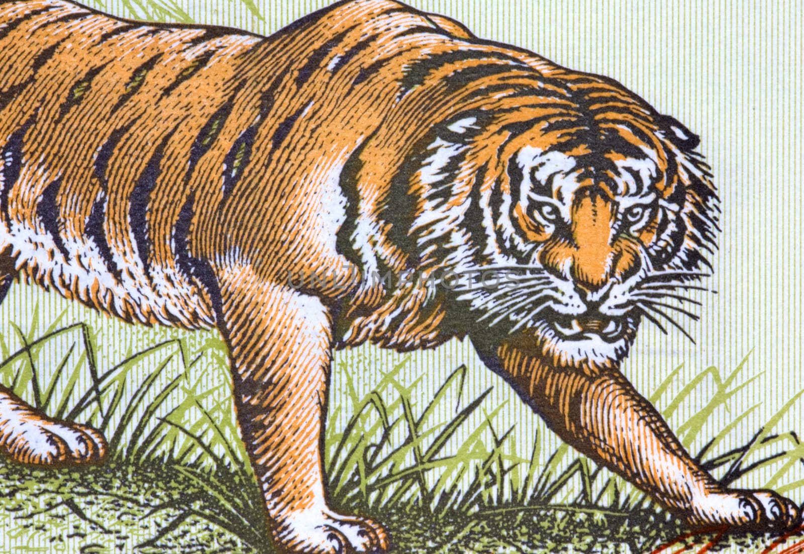 Macro image of a tiger on an old currency note.