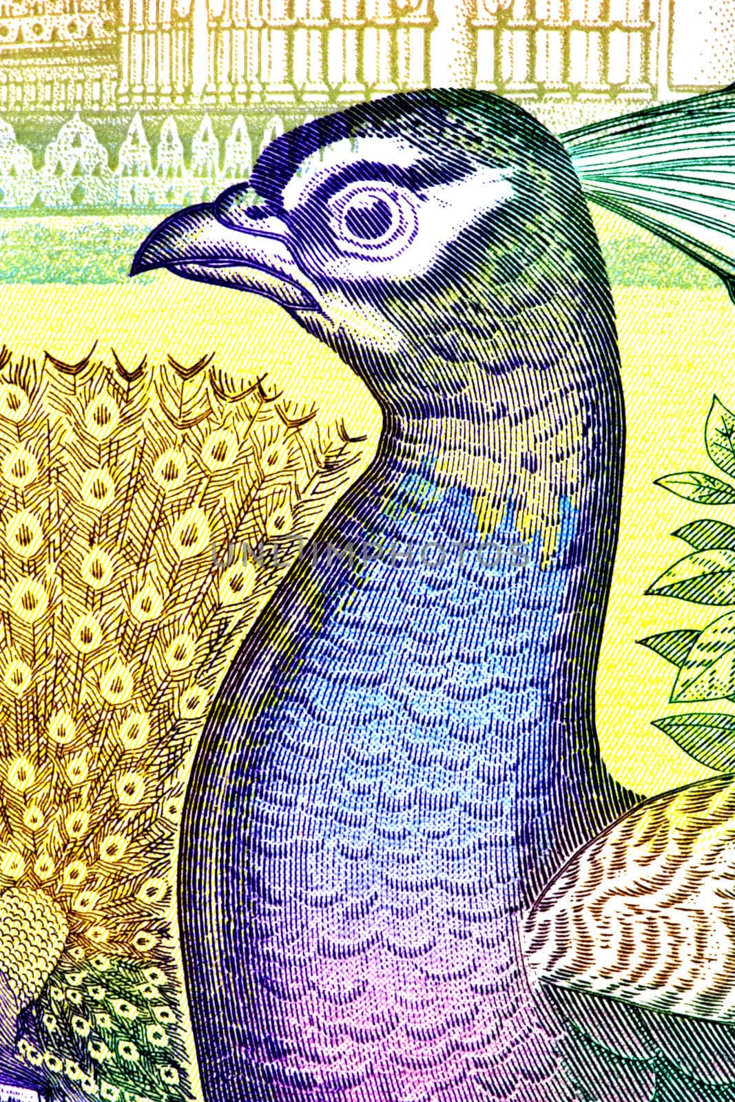 Macro image of a peacock on a currency note.