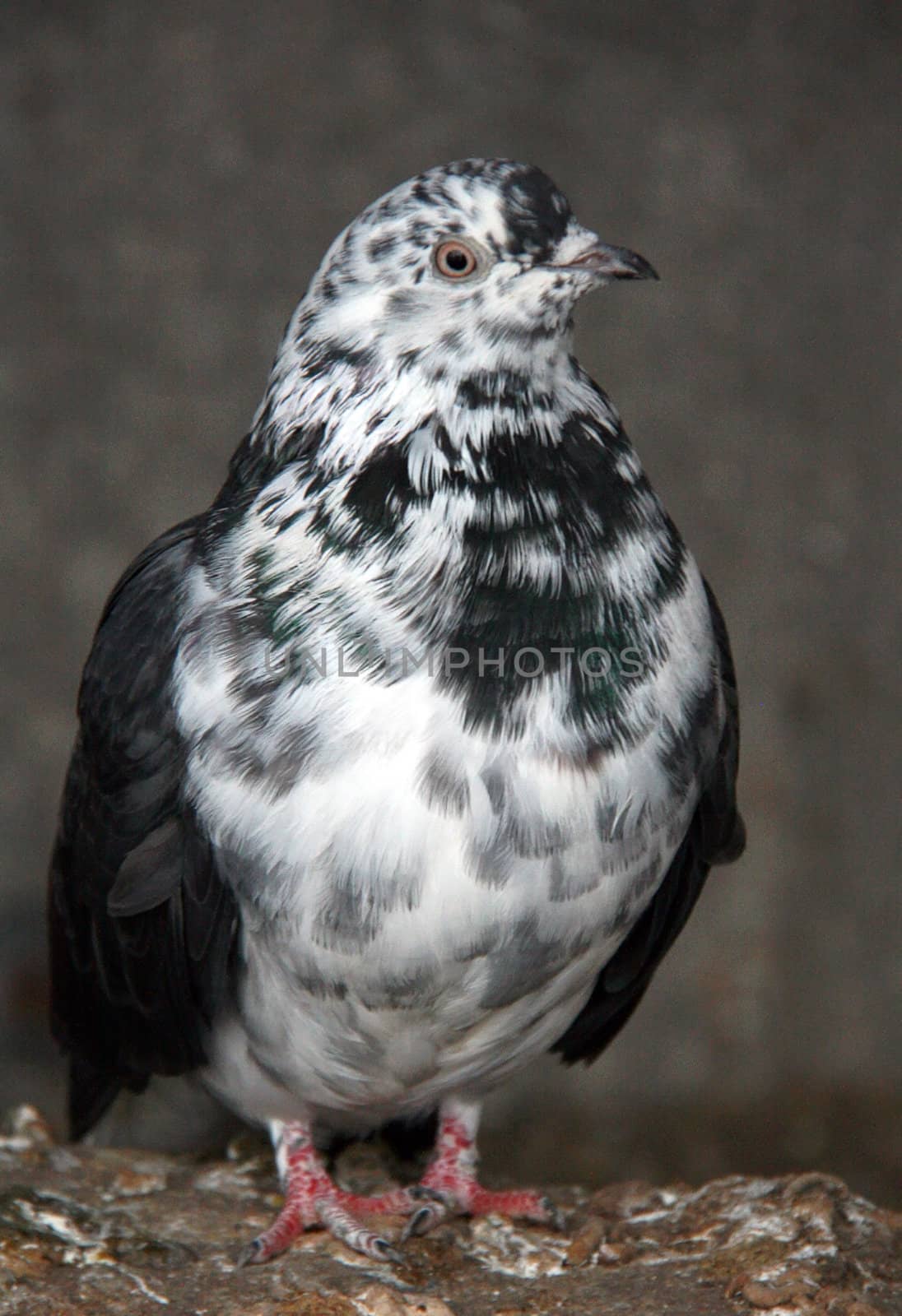 Exotic breeds of pigeon Nicholas Stoyan