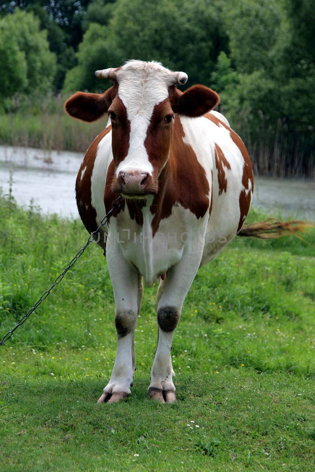 Cow on a meadow in Ukraine 
