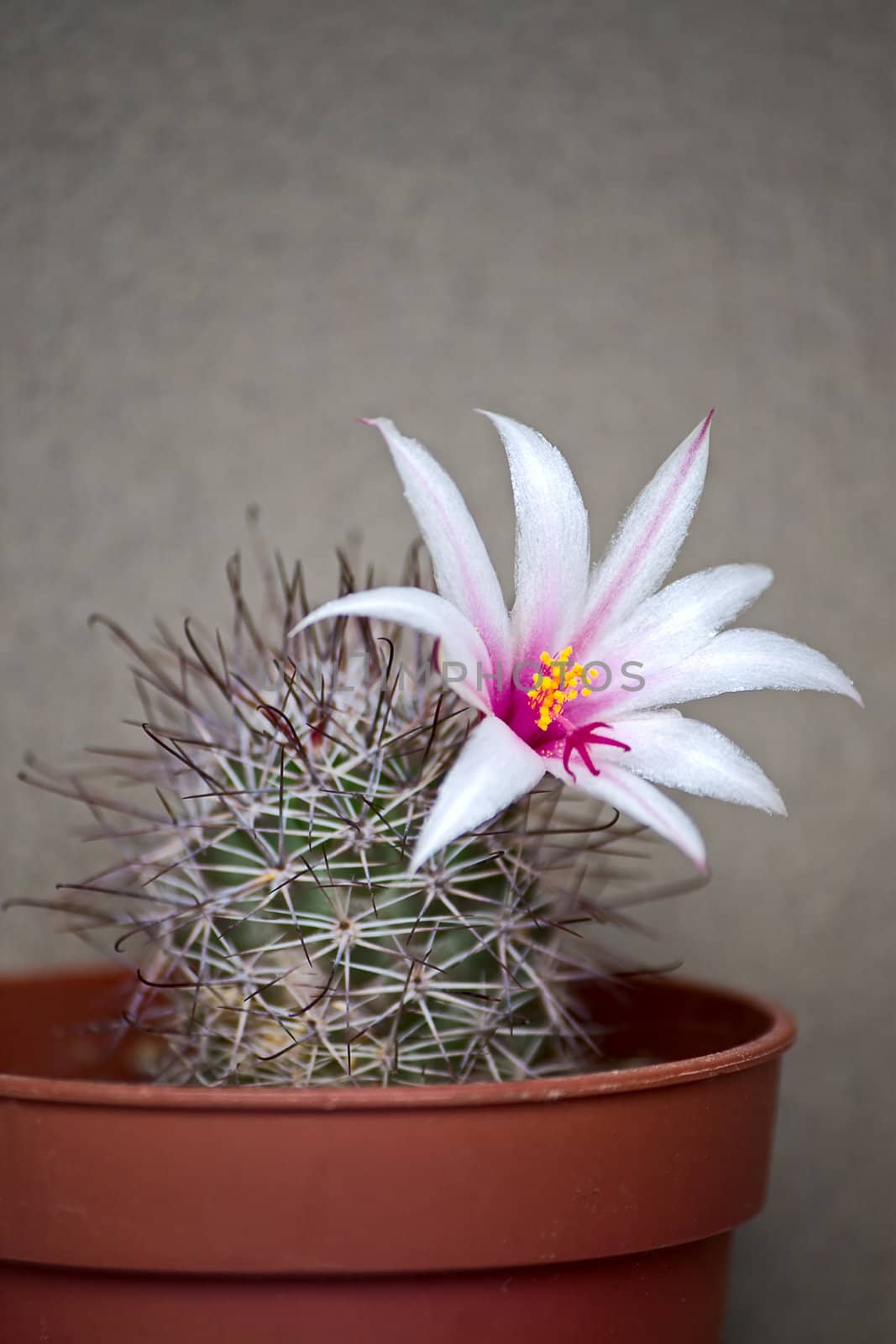 Cactus with blossoms on light background (Mammillaria).Image with shallow depth of field.