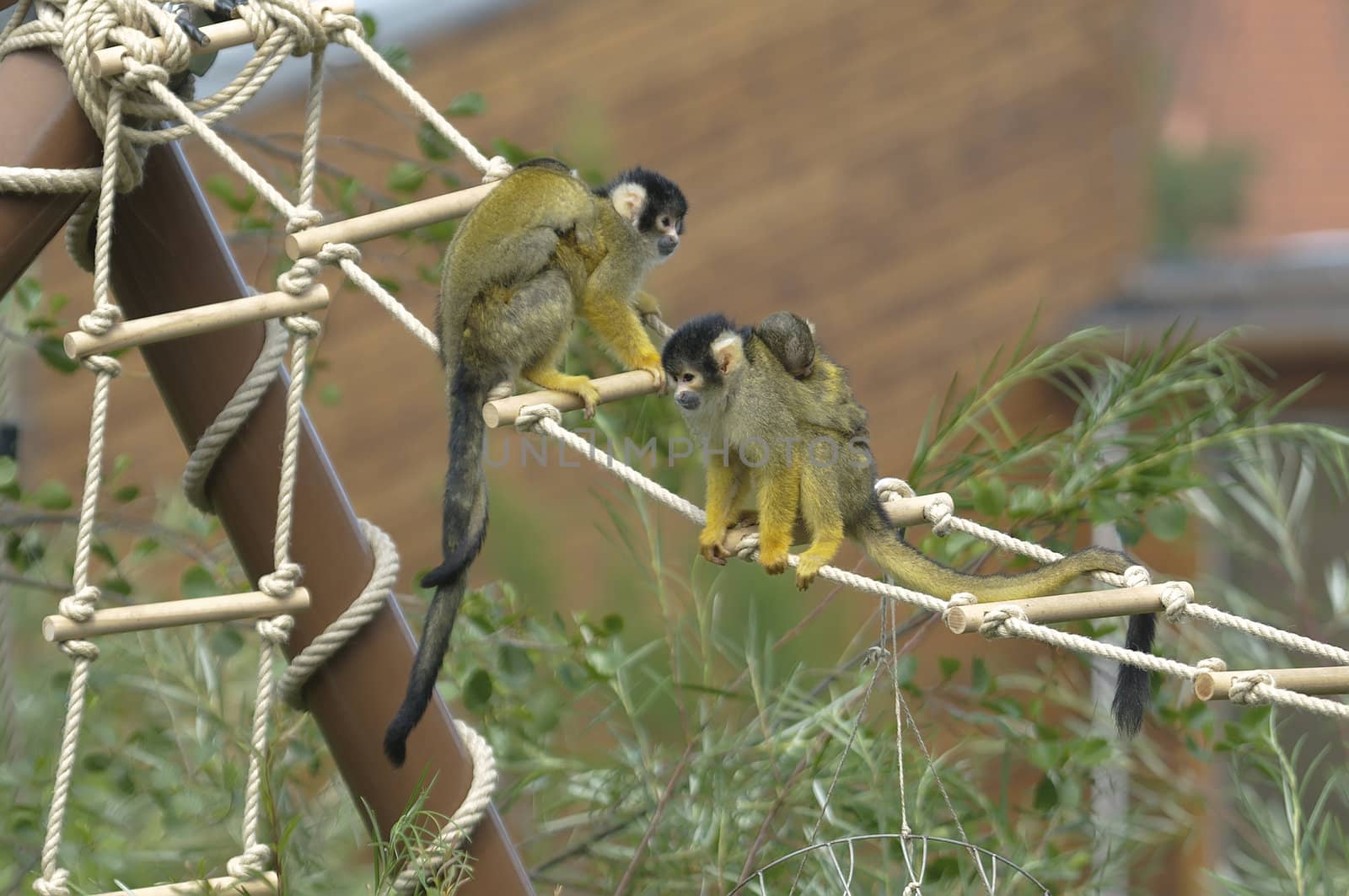 Squirrel monkeys with offsprings (Saimiri boliviensis)