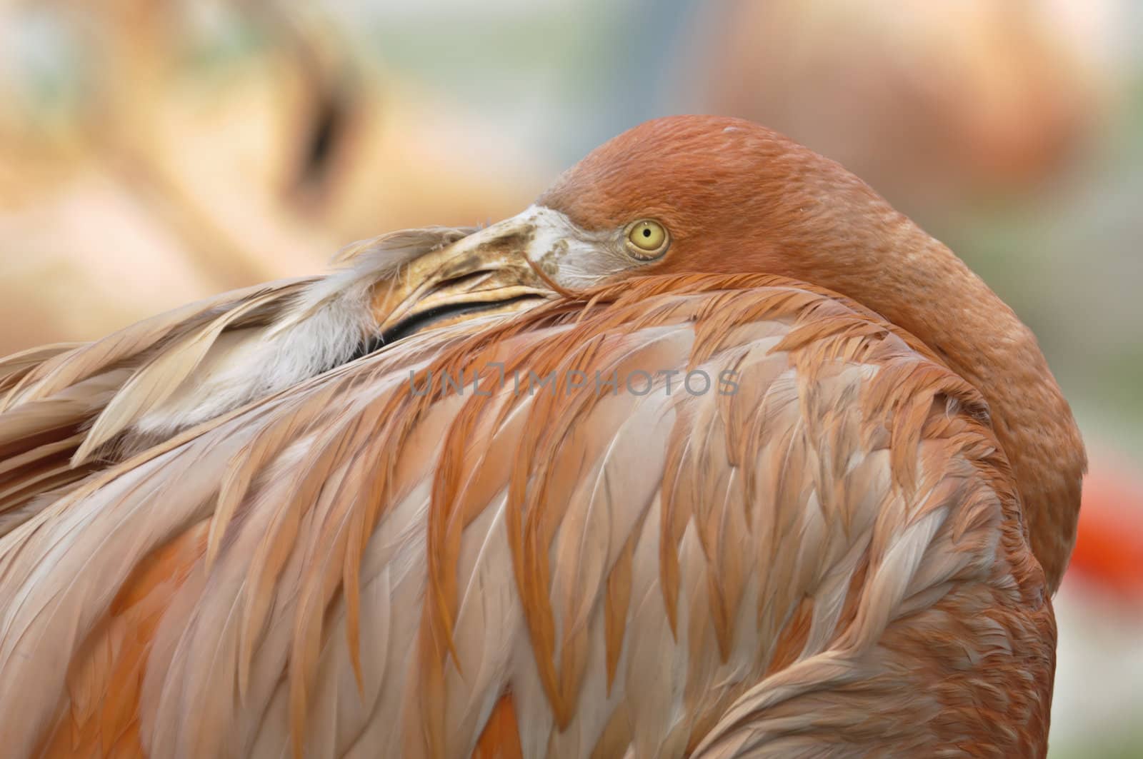 Flamingo bird resting with its beak in back feathers