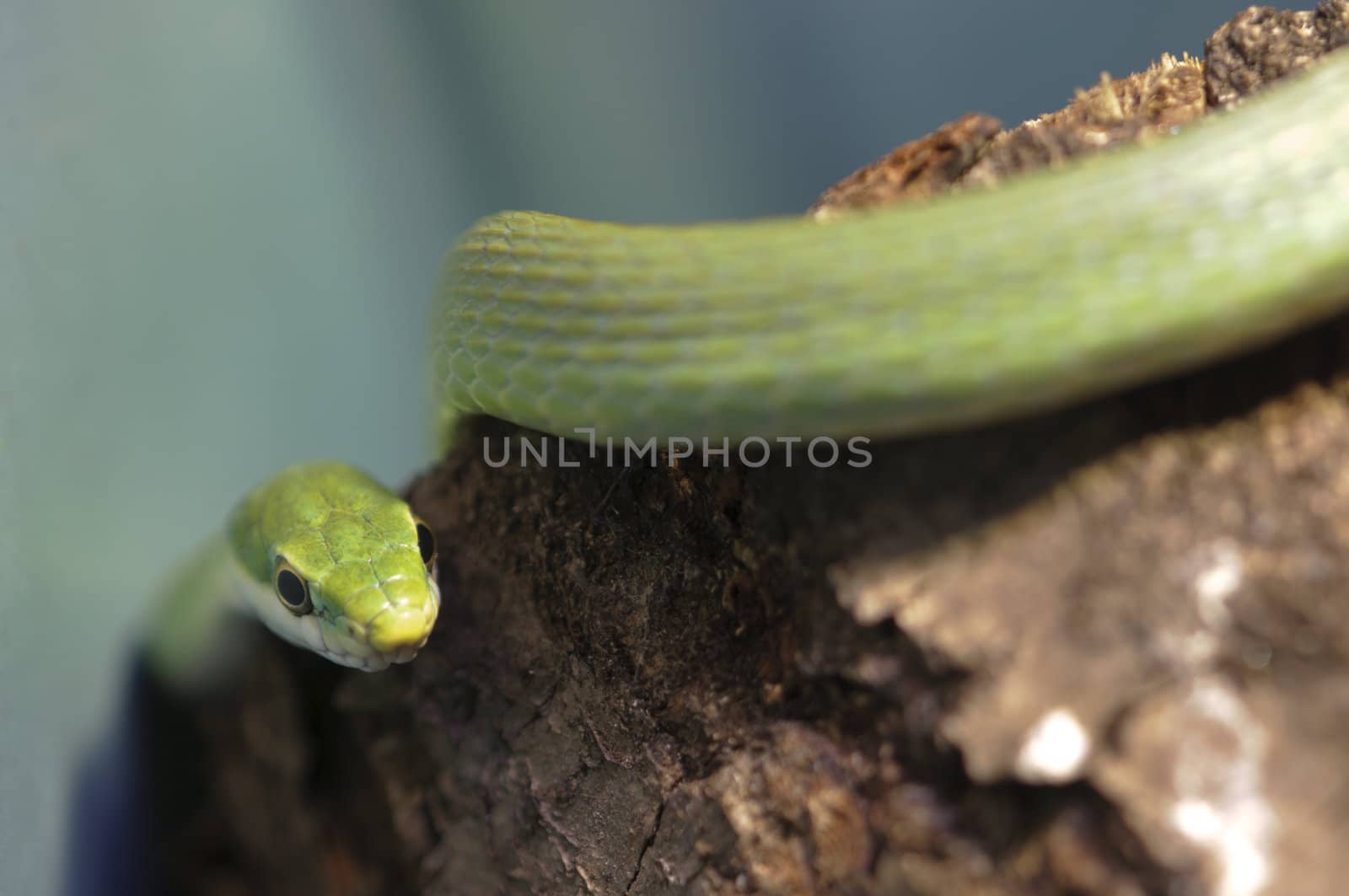 Green snake on a tree branch