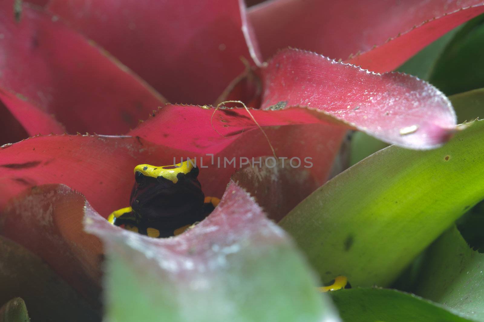 Black and yellow poisonous frog in Bromelia plant, Dendrobates leucomelas.