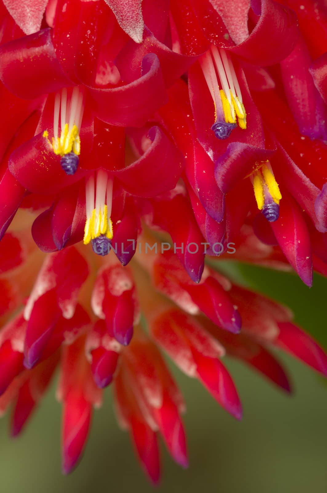 Red tropical flowers with yellow and blue stamen and pistil