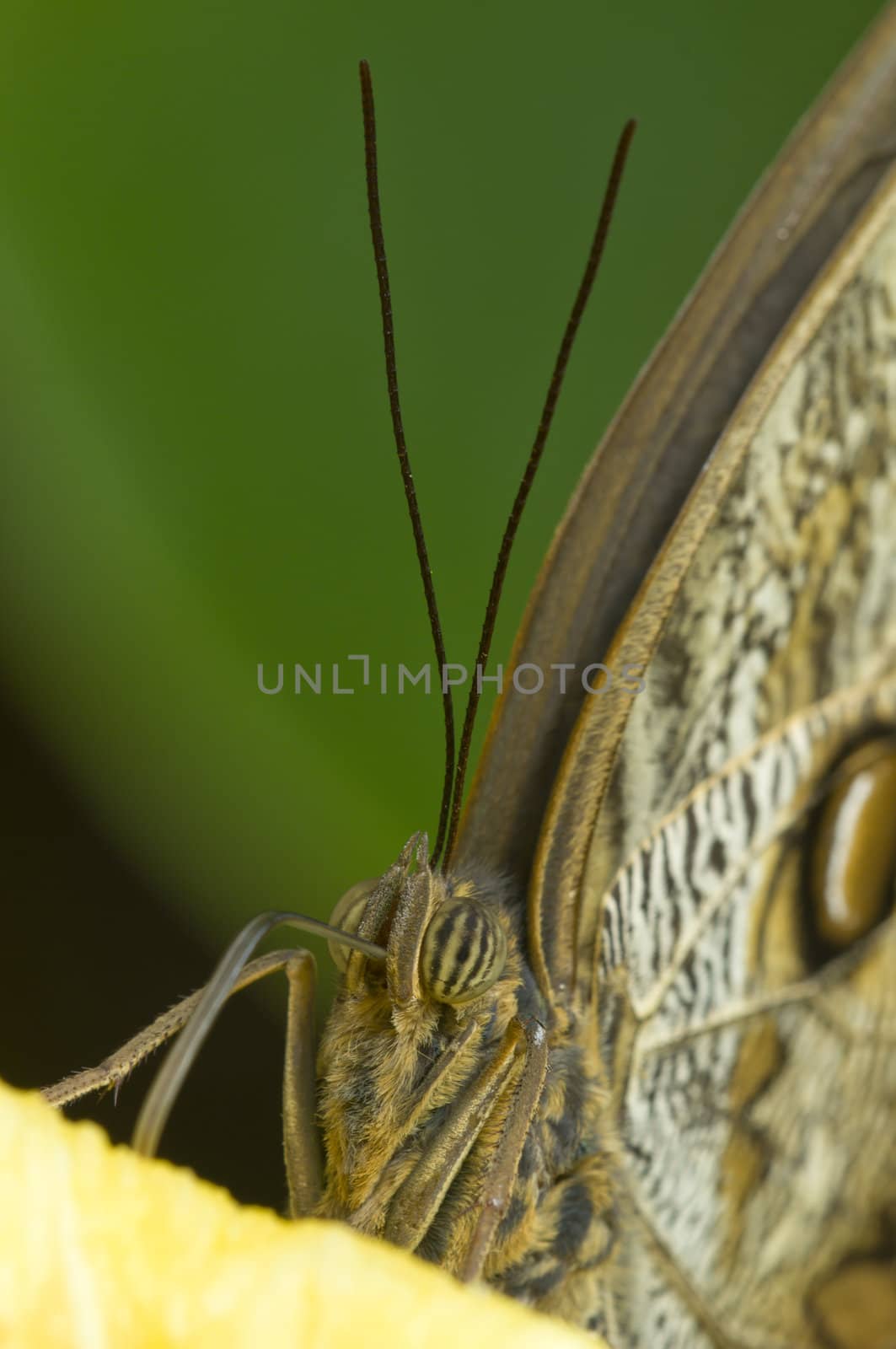 Blue morpho butterfly sucking fruit juices