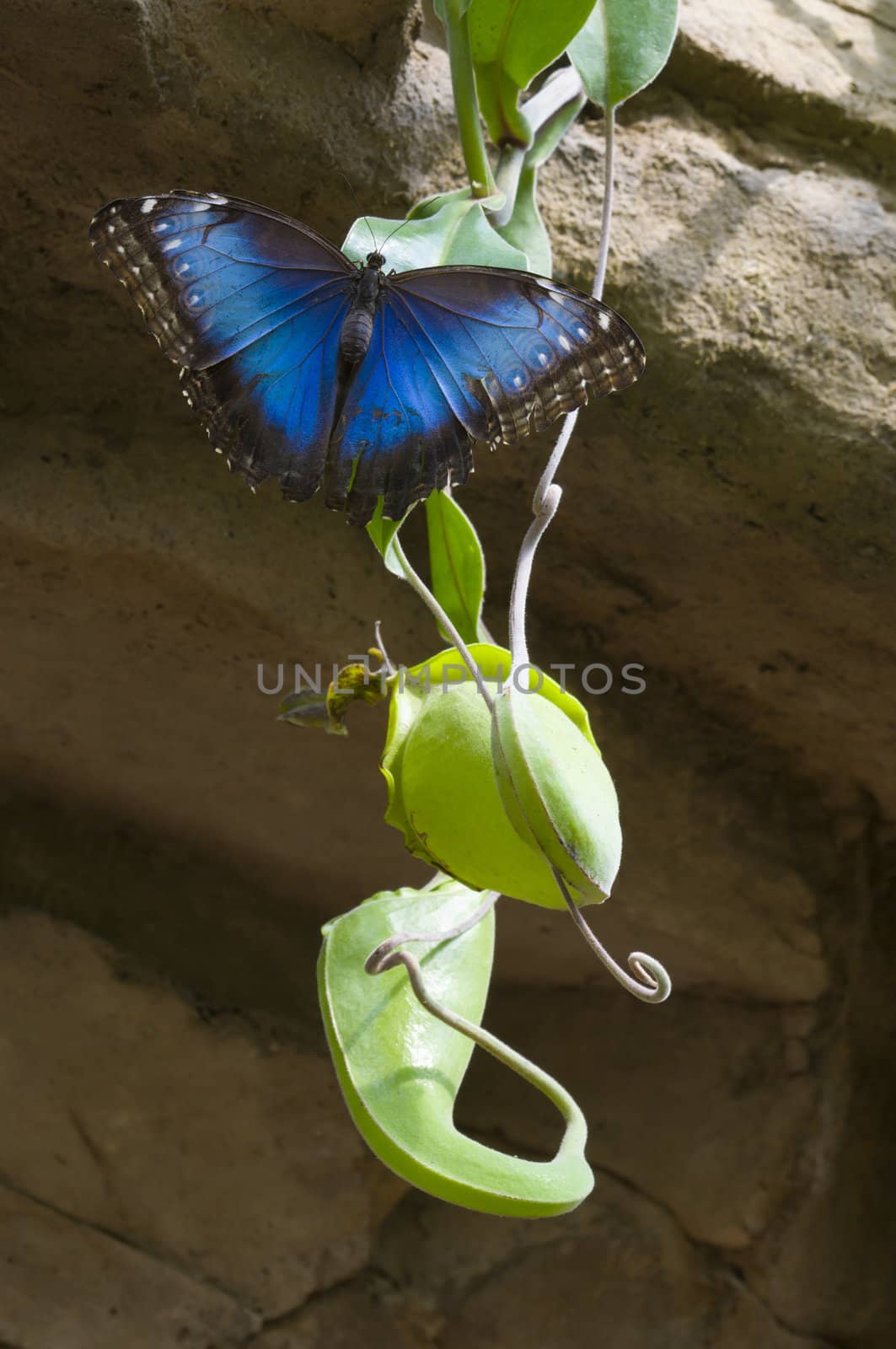 Blue morpho butterfly sucking fruit juices