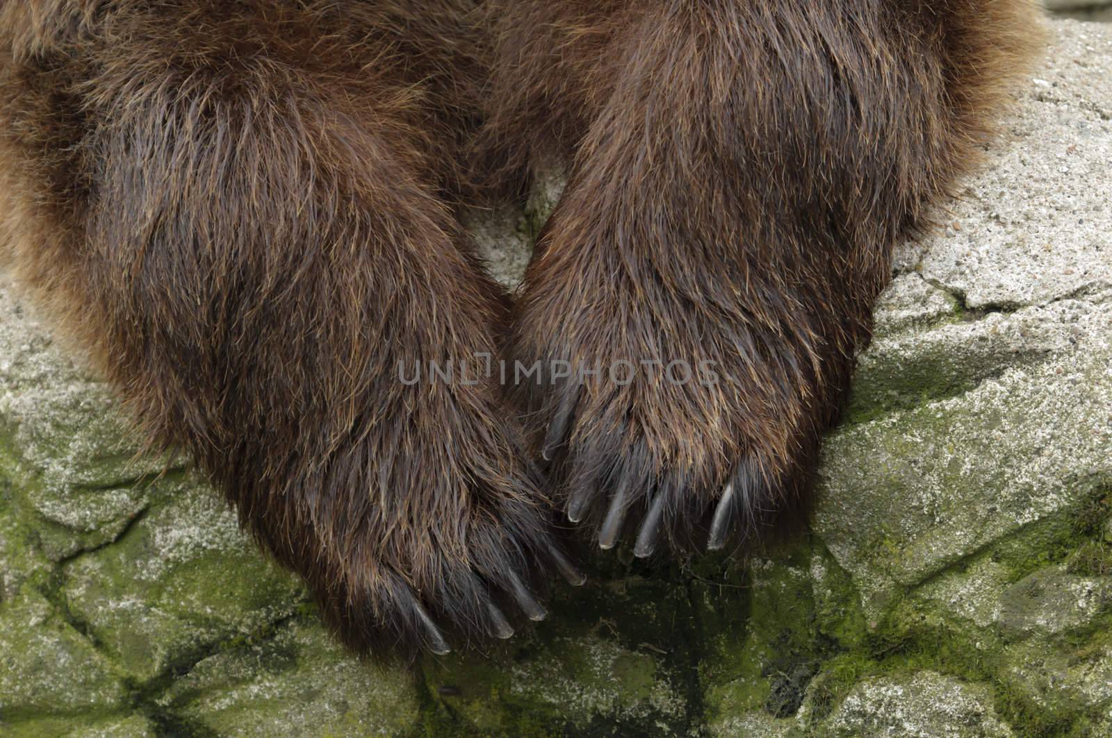 male brown bear detail of front paws