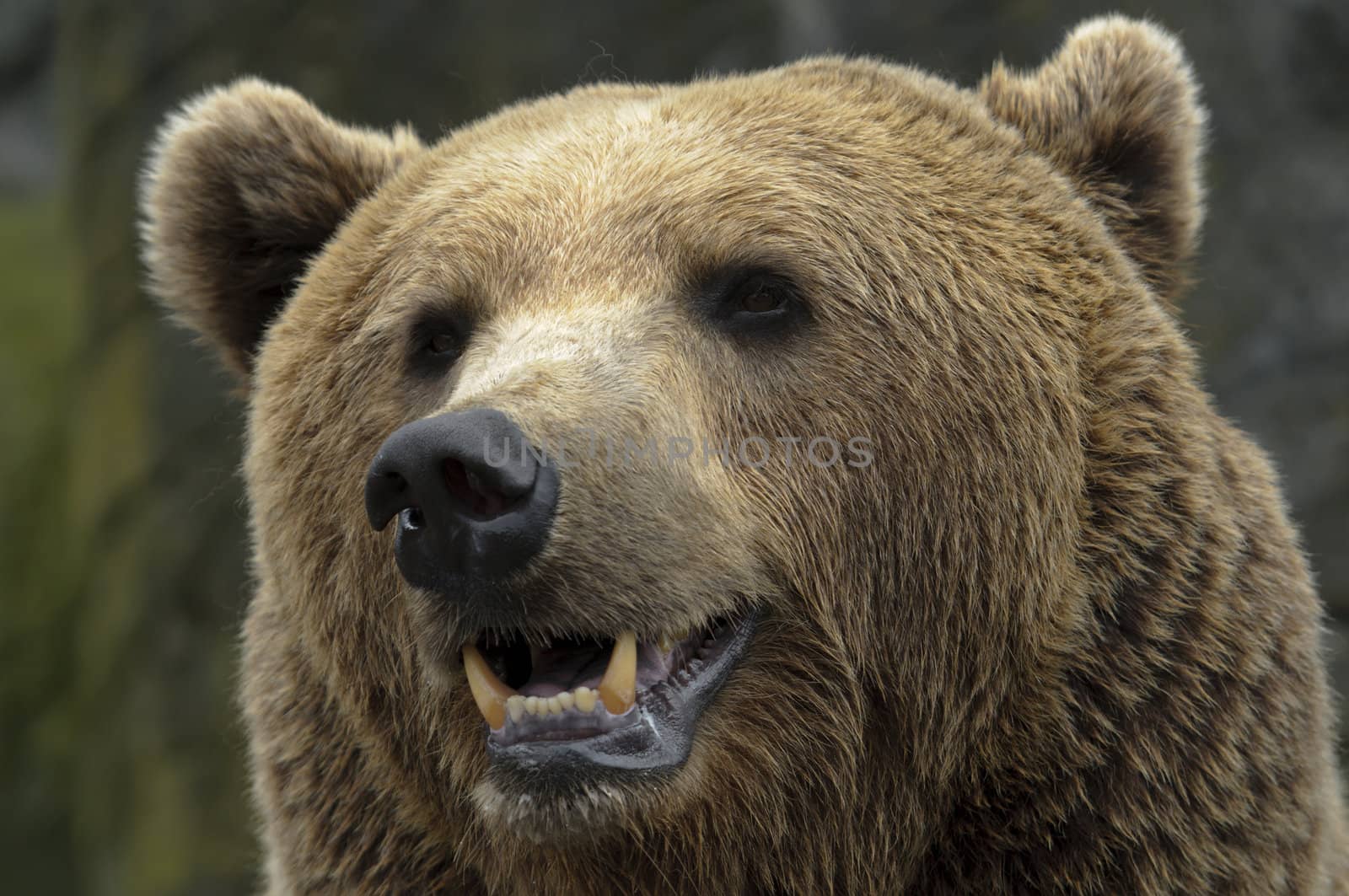 male brown bear portrait of head