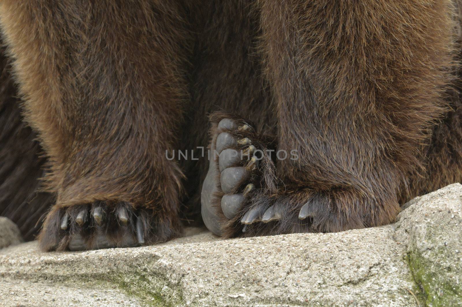 male brown bear detail of front paws
