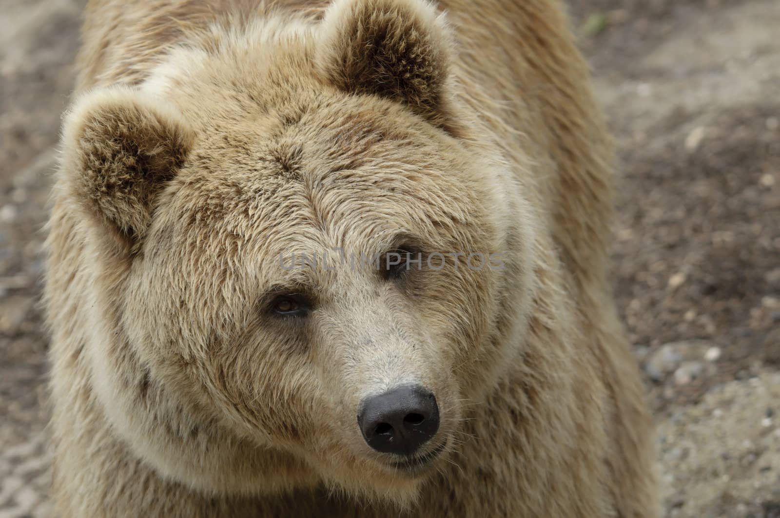 Female brown bear portrait of head