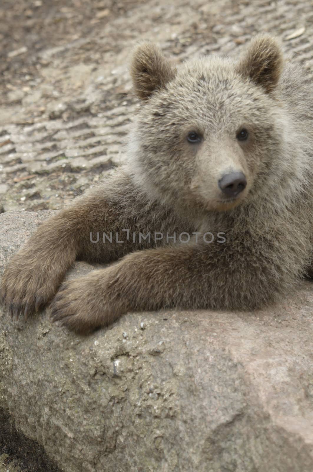 Cub of brown bear relaxing on a stone