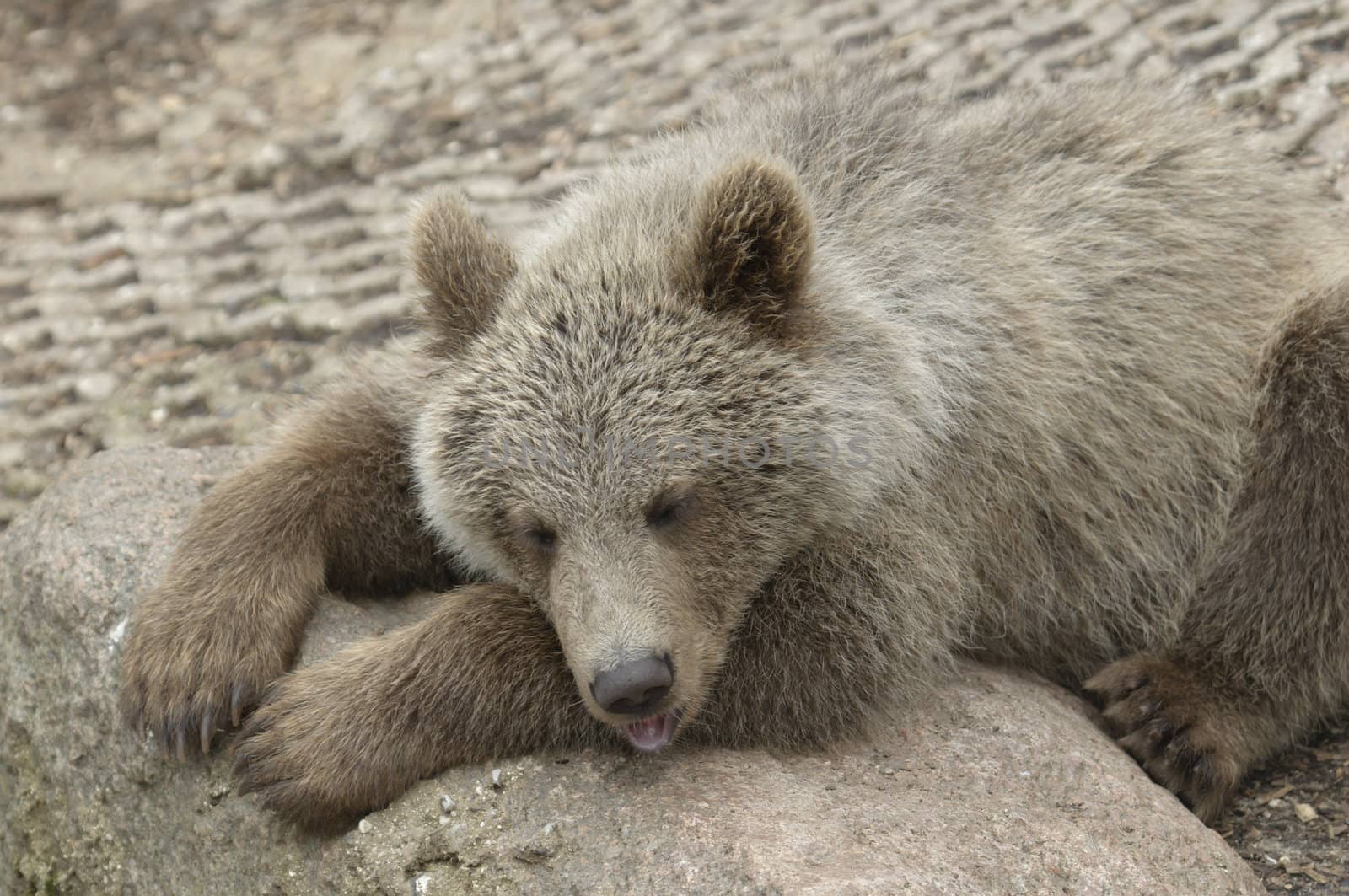 Cub of brown bear relaxing on a stone