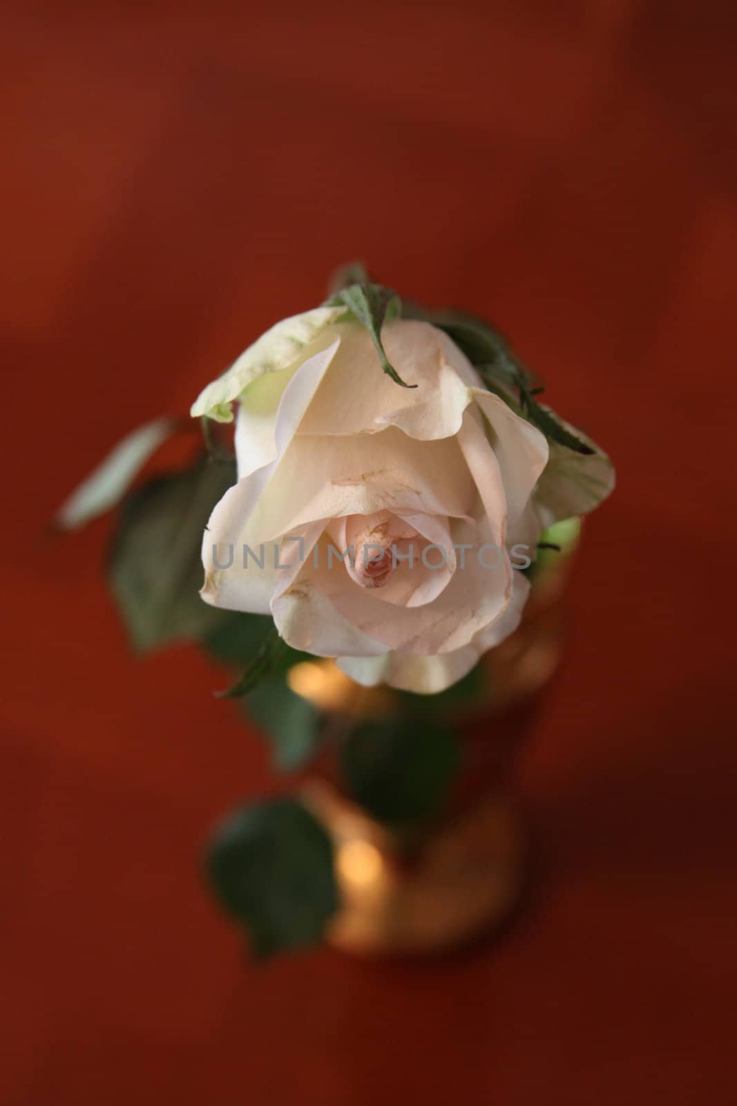 White rose flower in a vase.