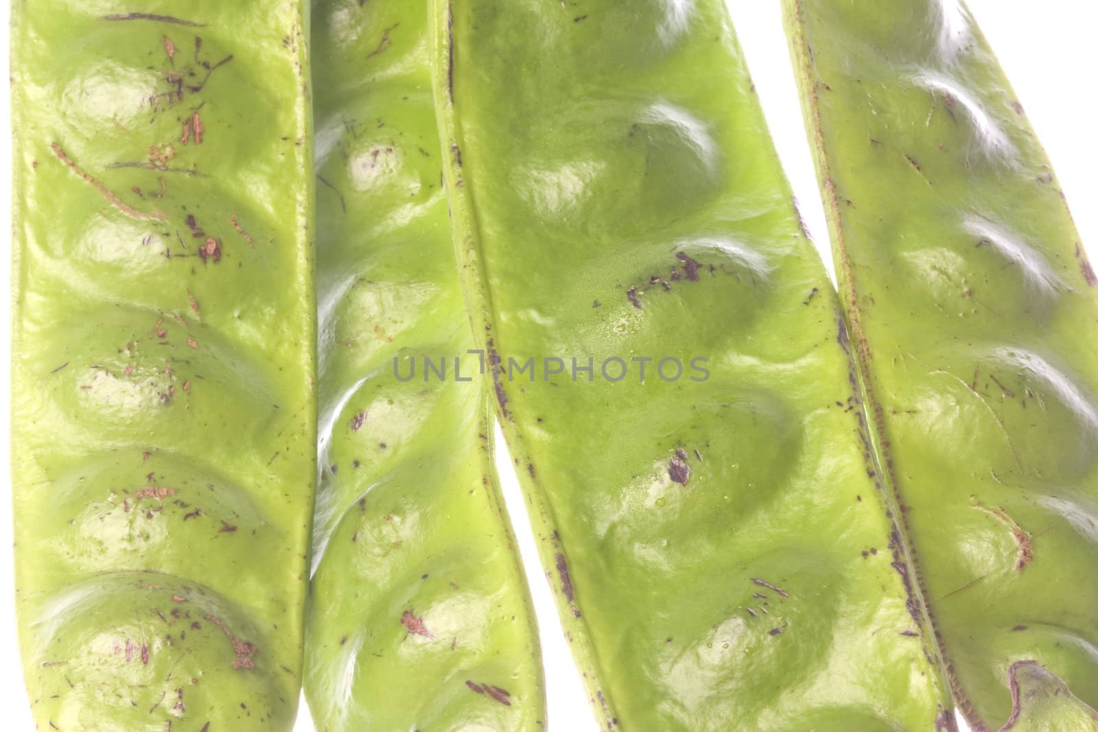 Isolated macro image of bitter beans still in pods.