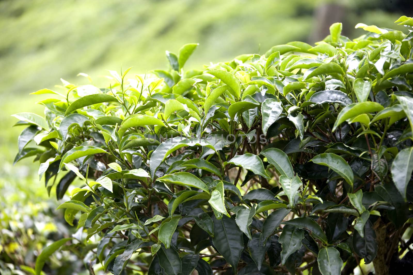 Growing Tea Leaves by shariffc