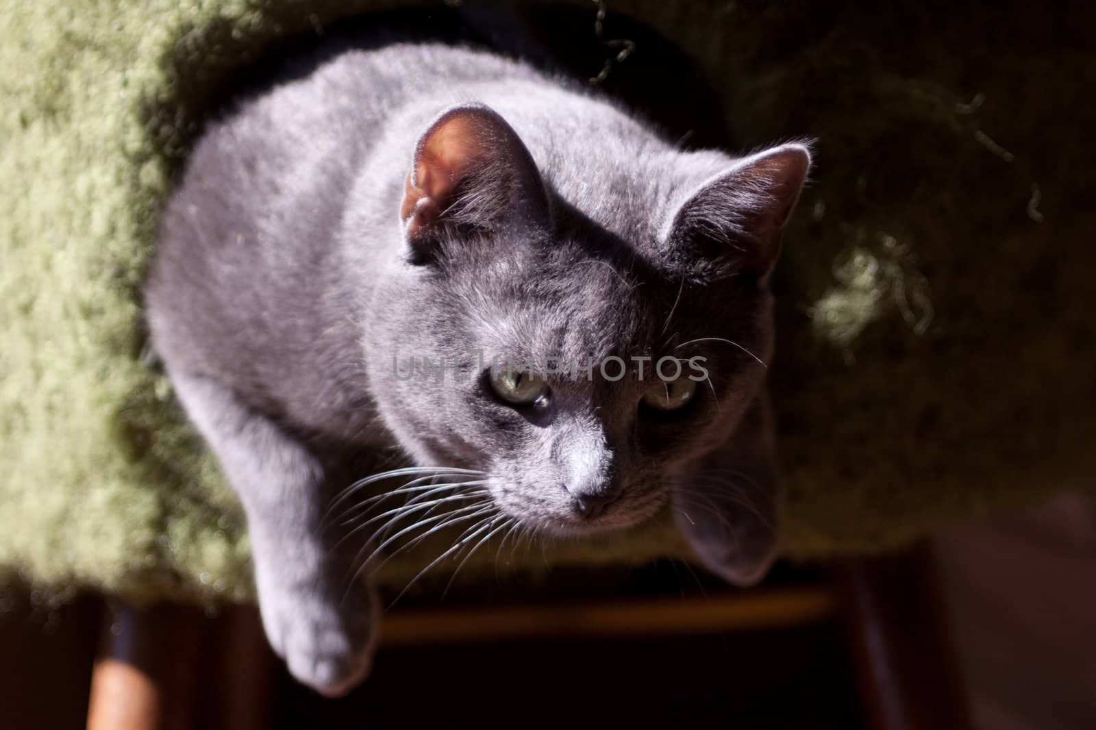 grey cat lying on chair
