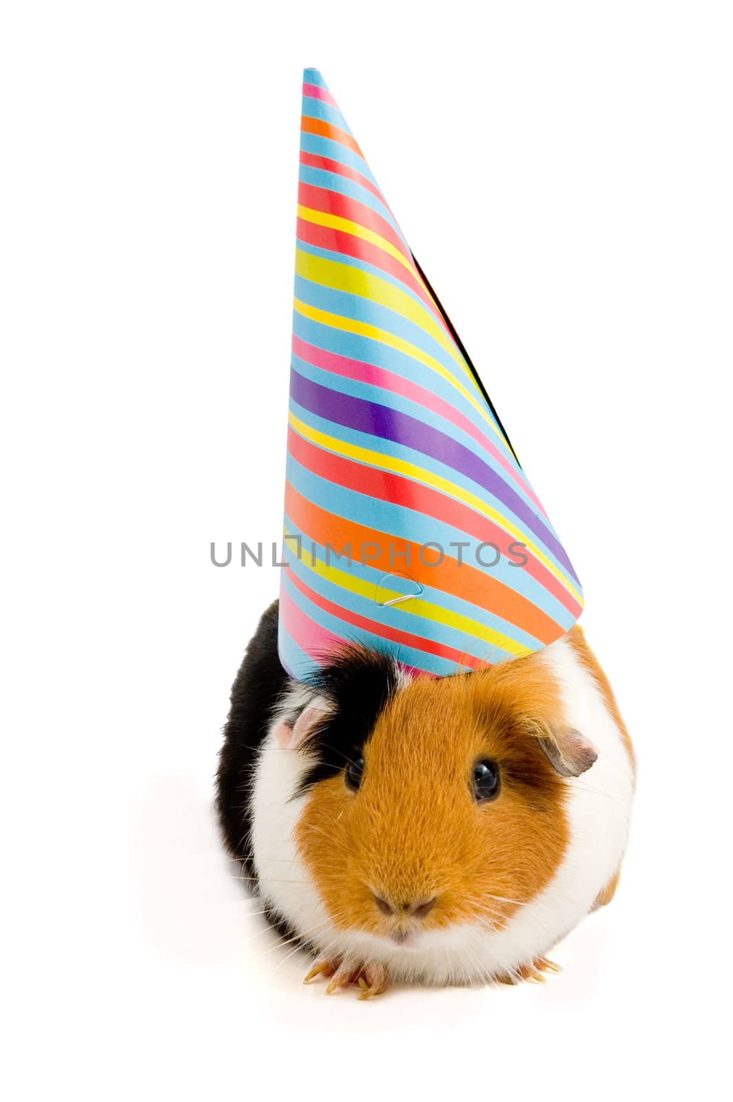 guinea pig wearing party hat by ladyminnie