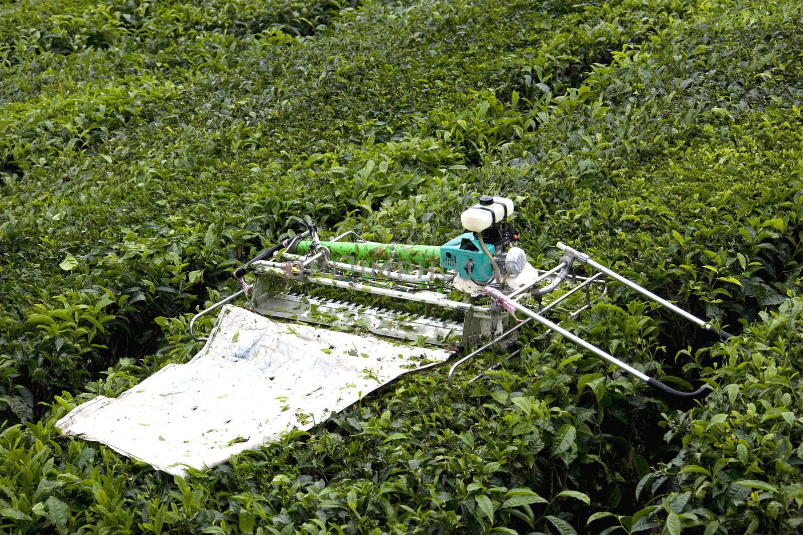Image of a mechanised tea leaf harvester at a plantation.