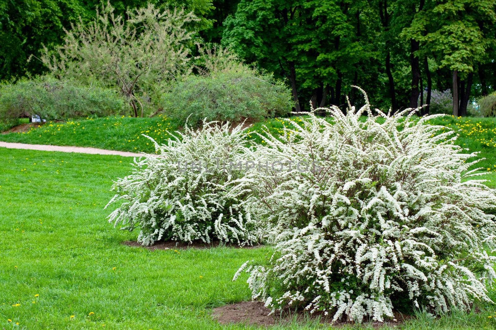 bushes with white flowers in the park
