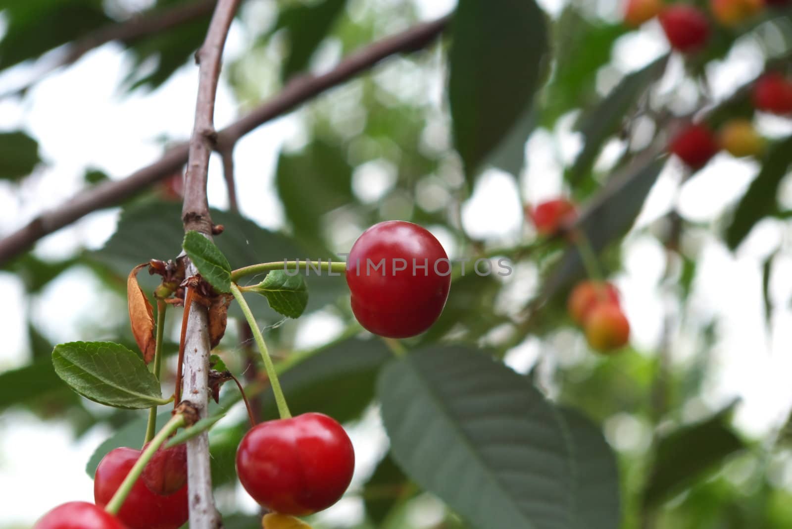 berries to cherries