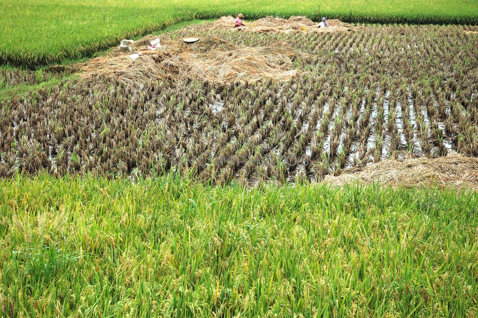 Field of rice paddies in tropical paradise