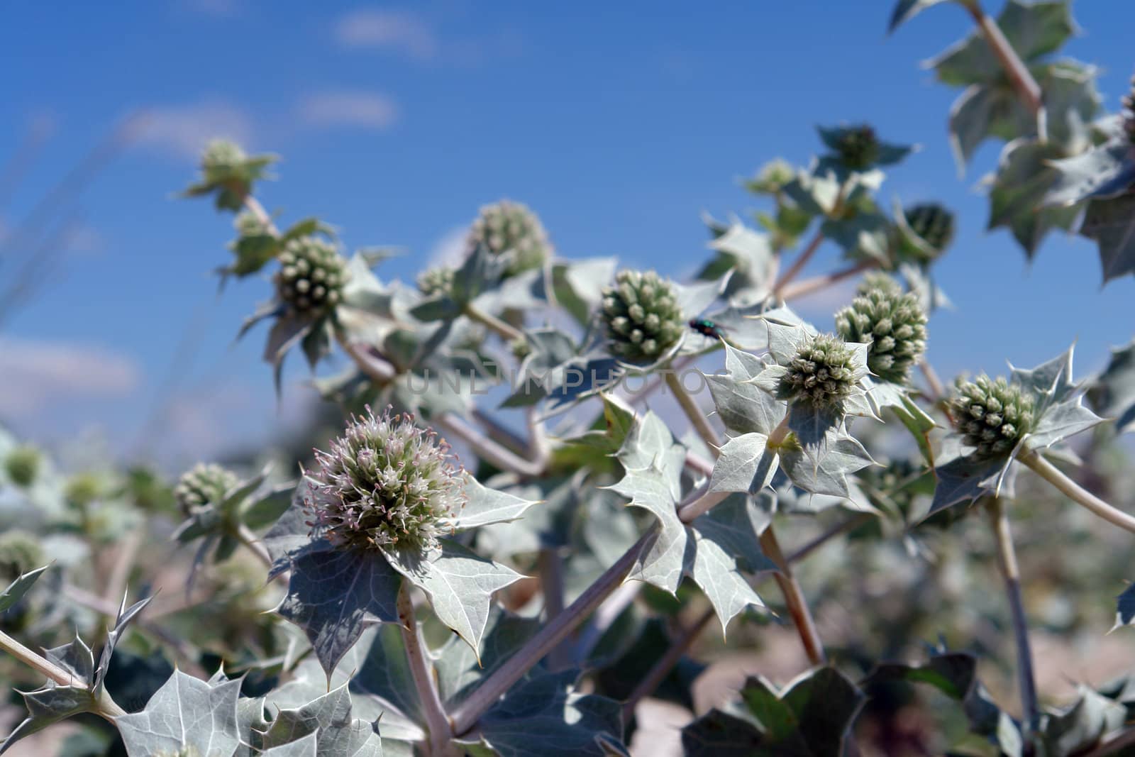 prickly  plant