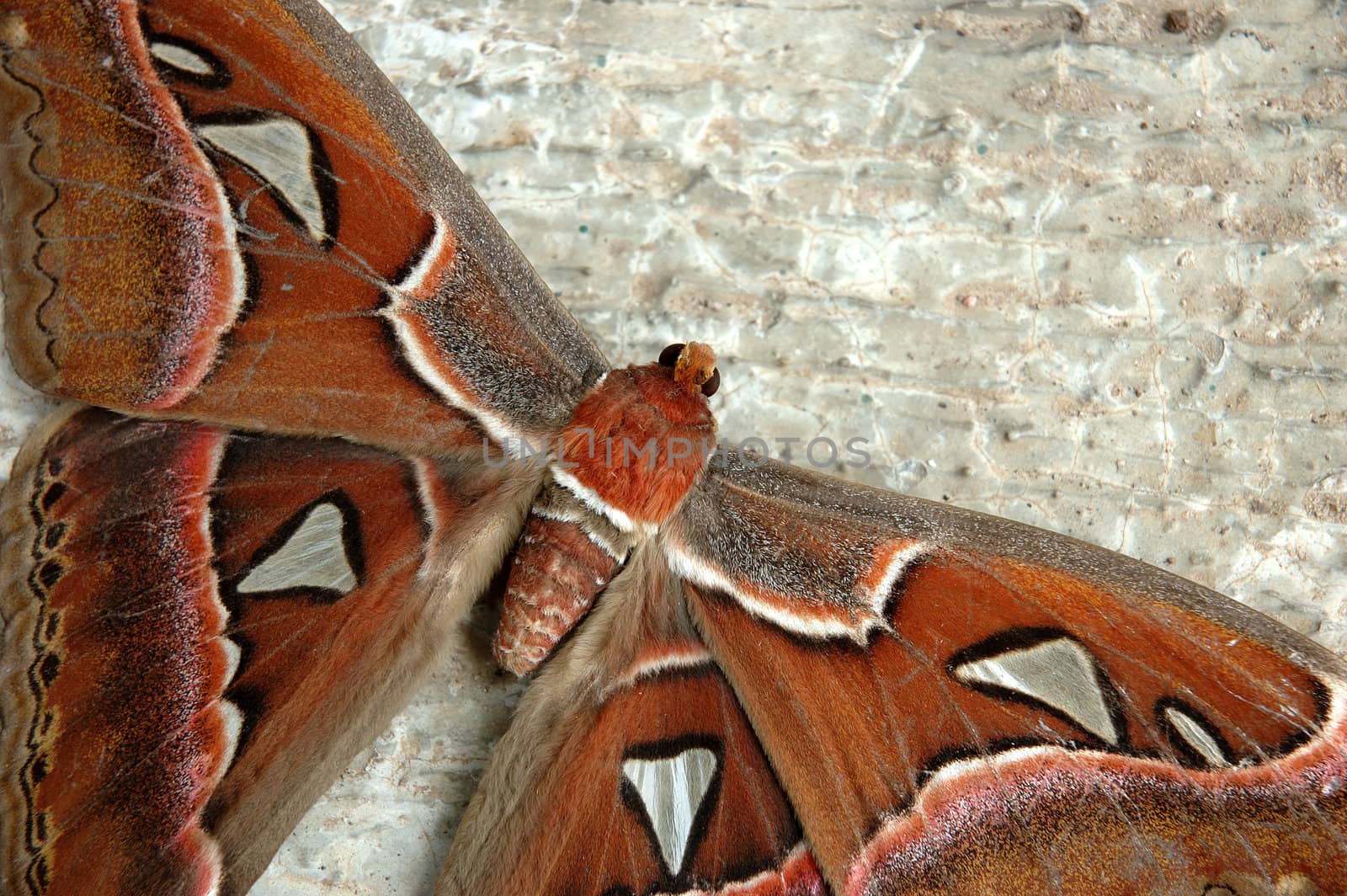 brown butterfly with beautiful wings pattern