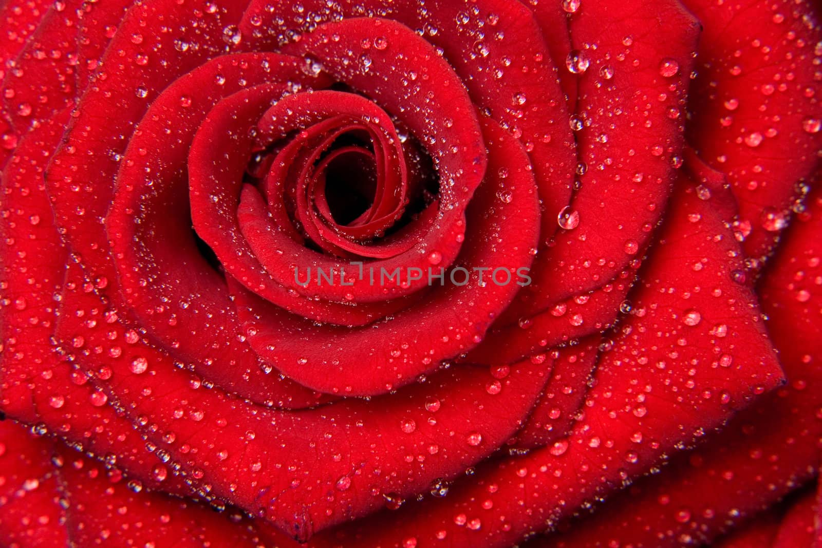 red roses with drops from rain