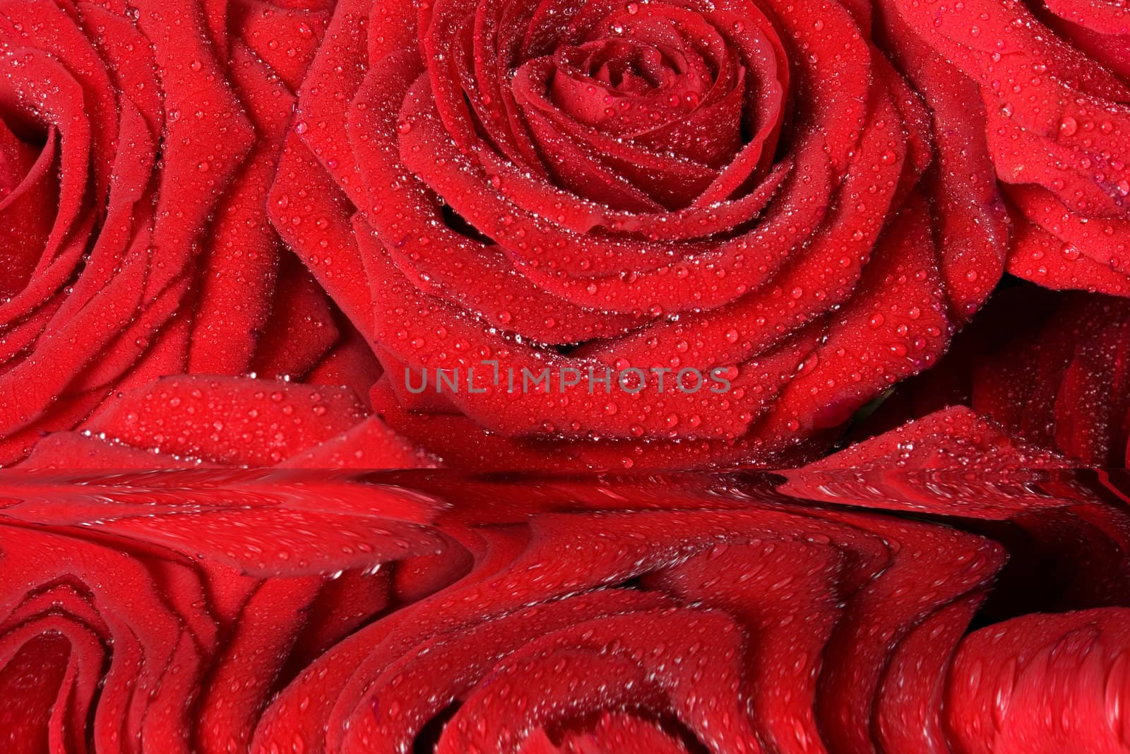 bunch of red roses with drops from rain