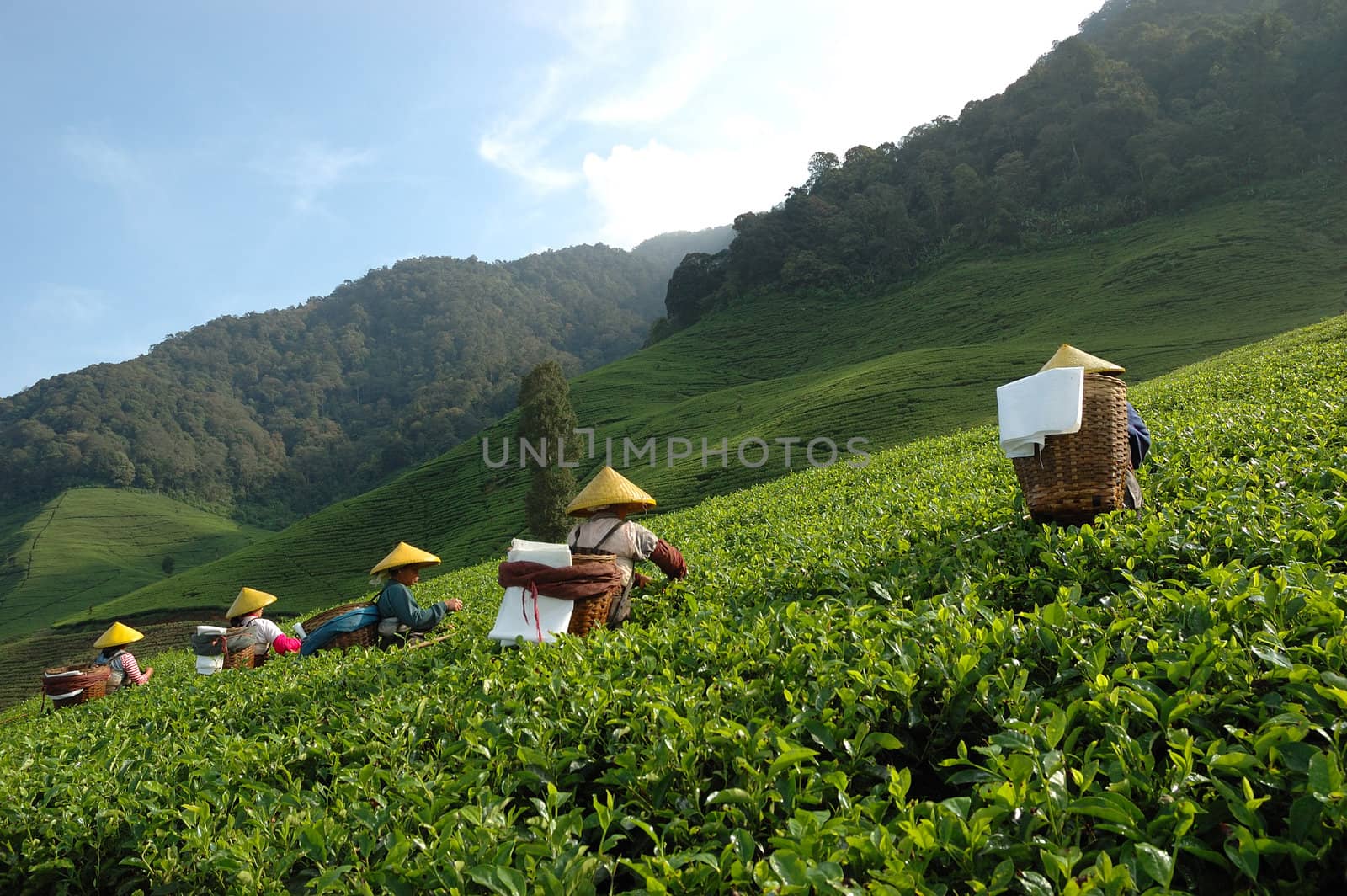 people picking up tea in rancabolang mountain, west java-indonesia